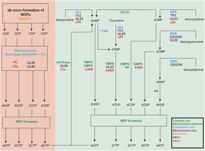 Targeting Nucleotide Biosynthesis: A Strategy for Improving the Oncolytic Potential of DNA Viruses